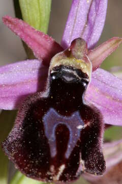 Image of Horseshoe bee-orchid