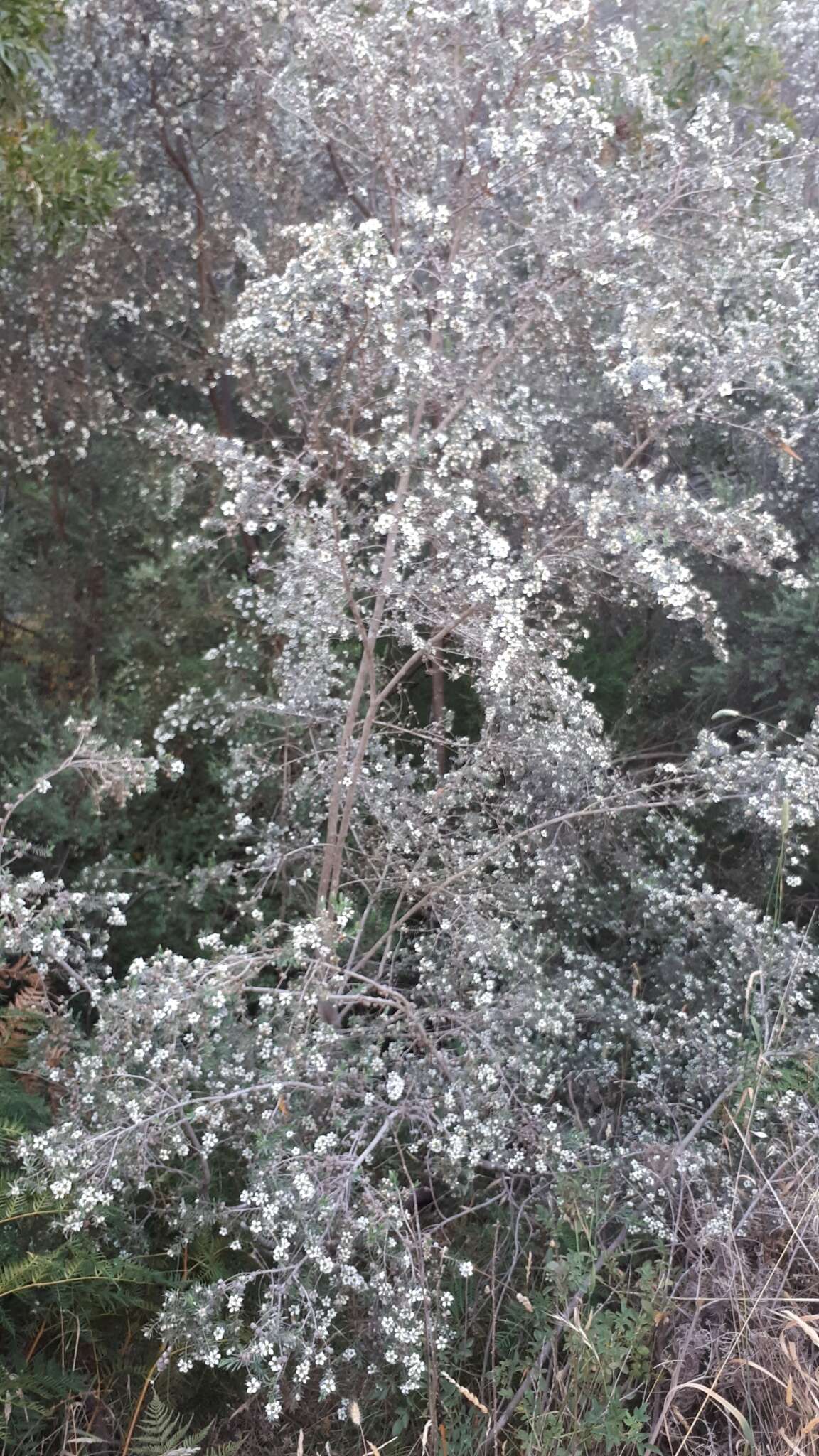 Sivun Leptospermum lanigerum (Ait.) Sm. kuva