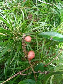 Image of Dracaena reflexa Lam.