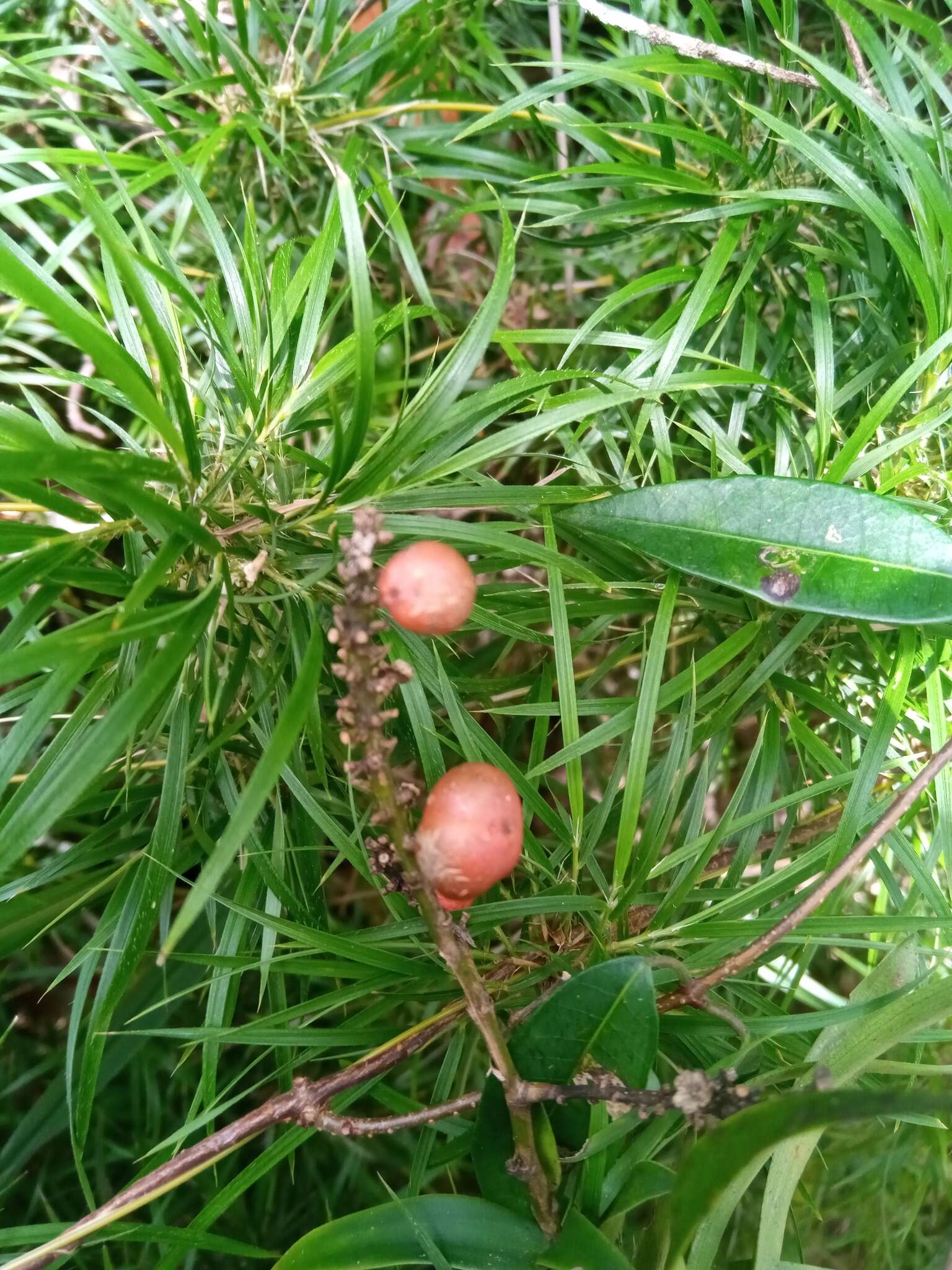 Слика од Dracaena reflexa Lam.