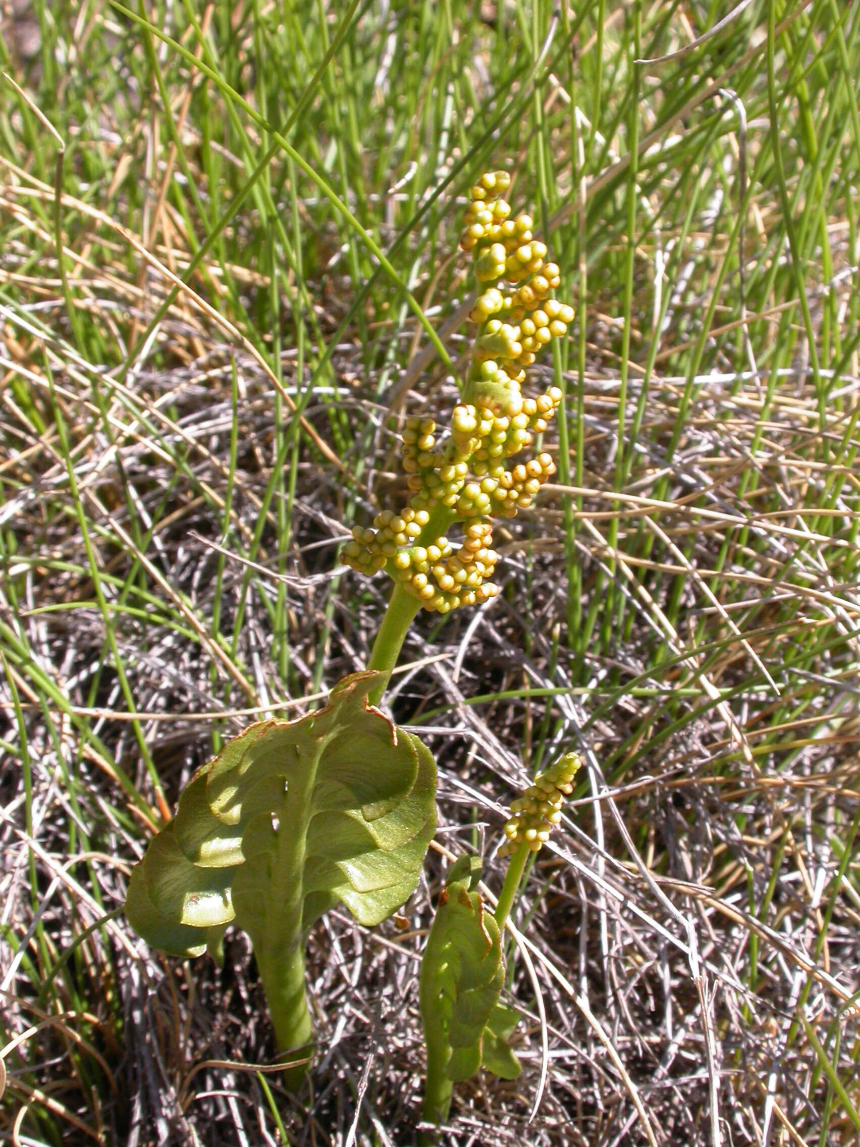 Image of common moonwort