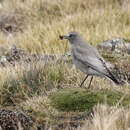 Image of White-fronted Ground Tyrant