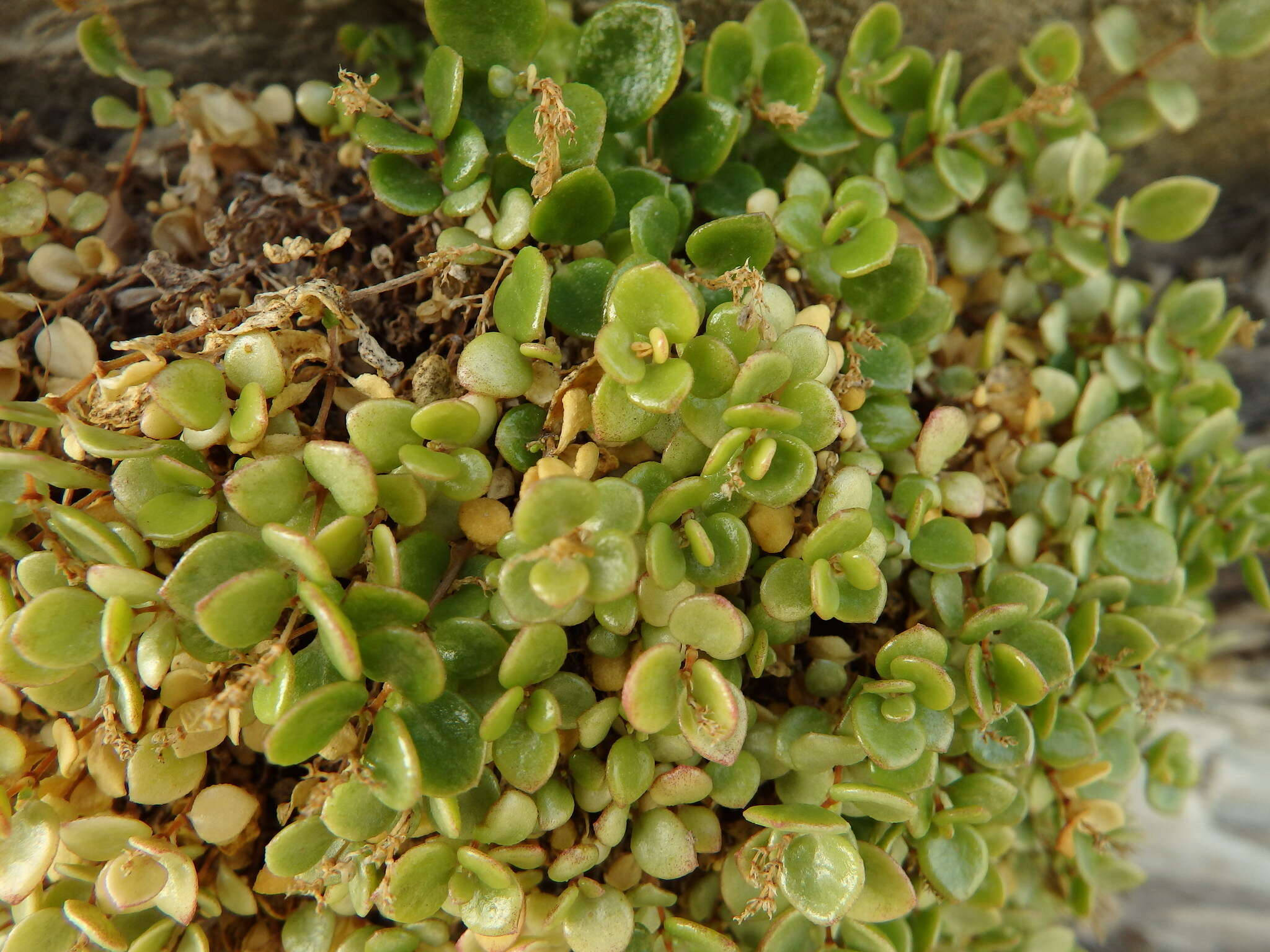 Imagem de Polycarpon tetraphyllum subsp. catalaunicum (O. Bolòs & Vigo) Iamonico & Domina