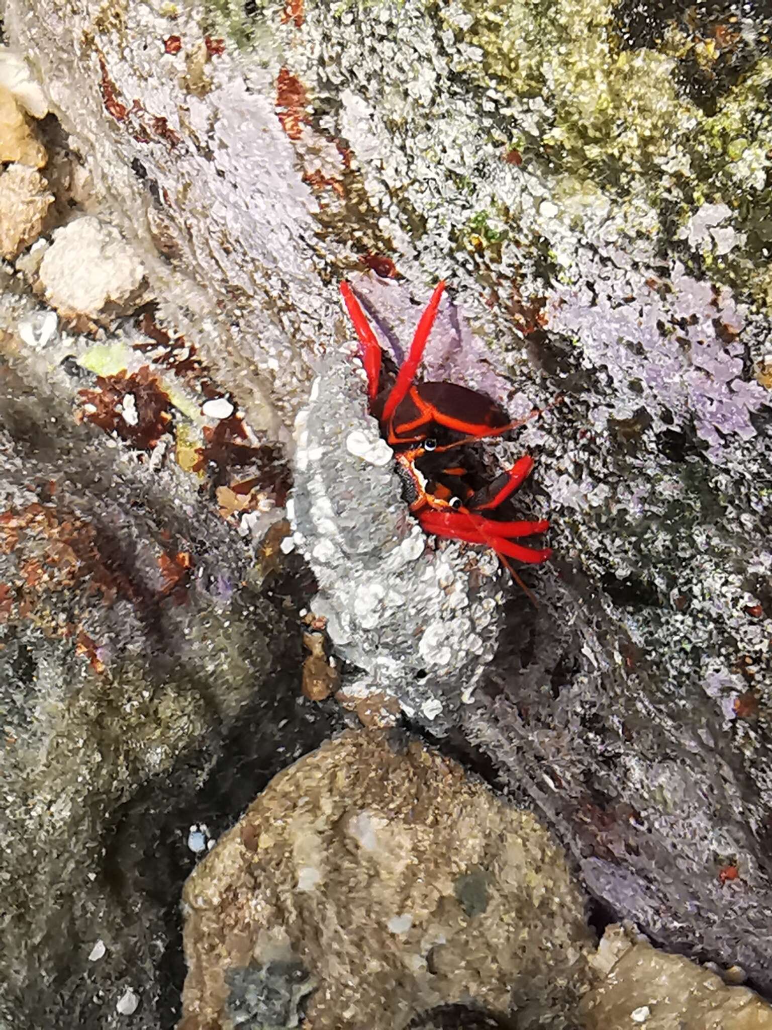 Image of California scarlet hermit crab