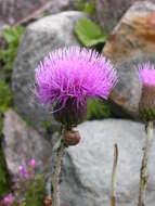 Слика од Cirsium helenioides (L.) Hill