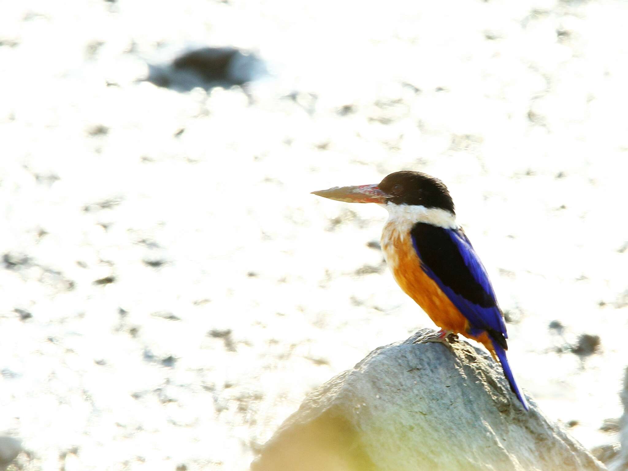 Image of Black-capped Kingfisher