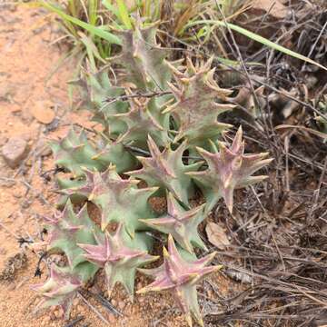 Image of Ceropegia melanantha (Schltr.) Bruyns