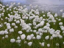 Plancia ëd Eriophorum scheuchzeri Hoppe