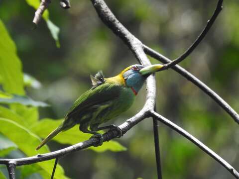 Image of Blue-moustached Barbet