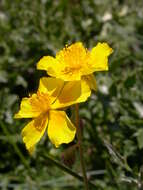 Image of Common Rock-rose