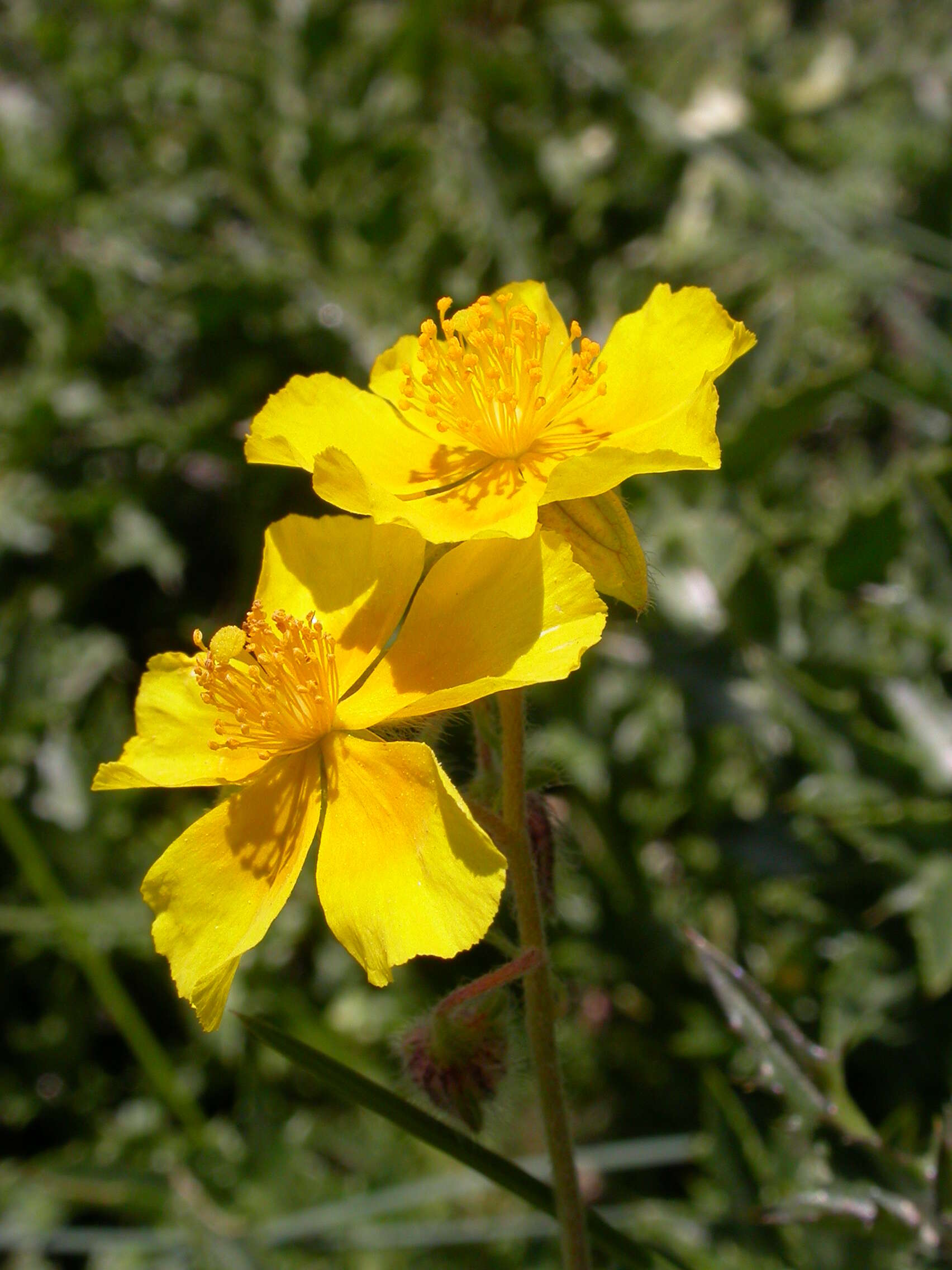 Image of Common Rock-rose