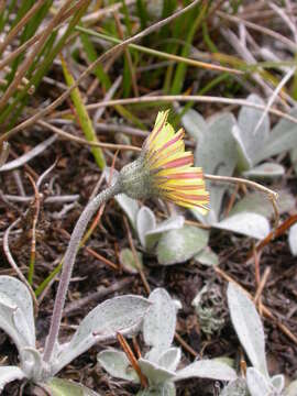 Image of Mouse-ear-hawkweed