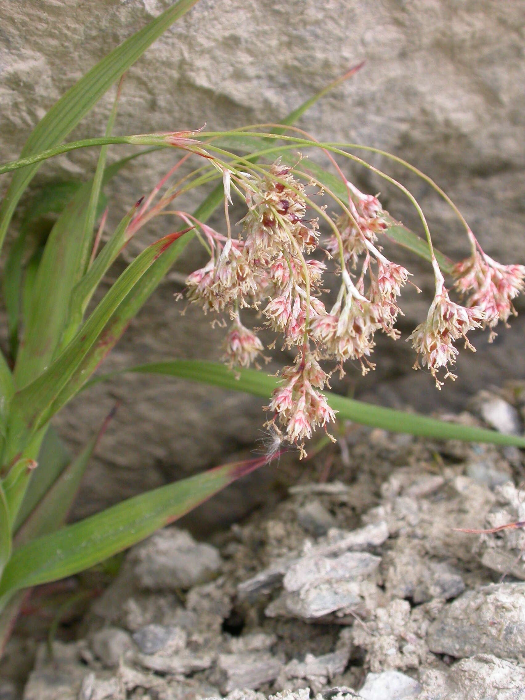 Image of Yellow Woodrush