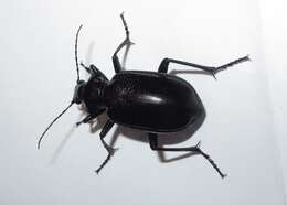 Imagem de Calosoma (Carabosoma) marginale Casey 1897