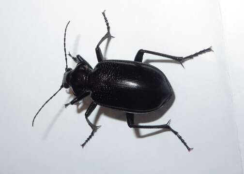 Image of Calosoma (Carabosoma) marginale Casey 1897