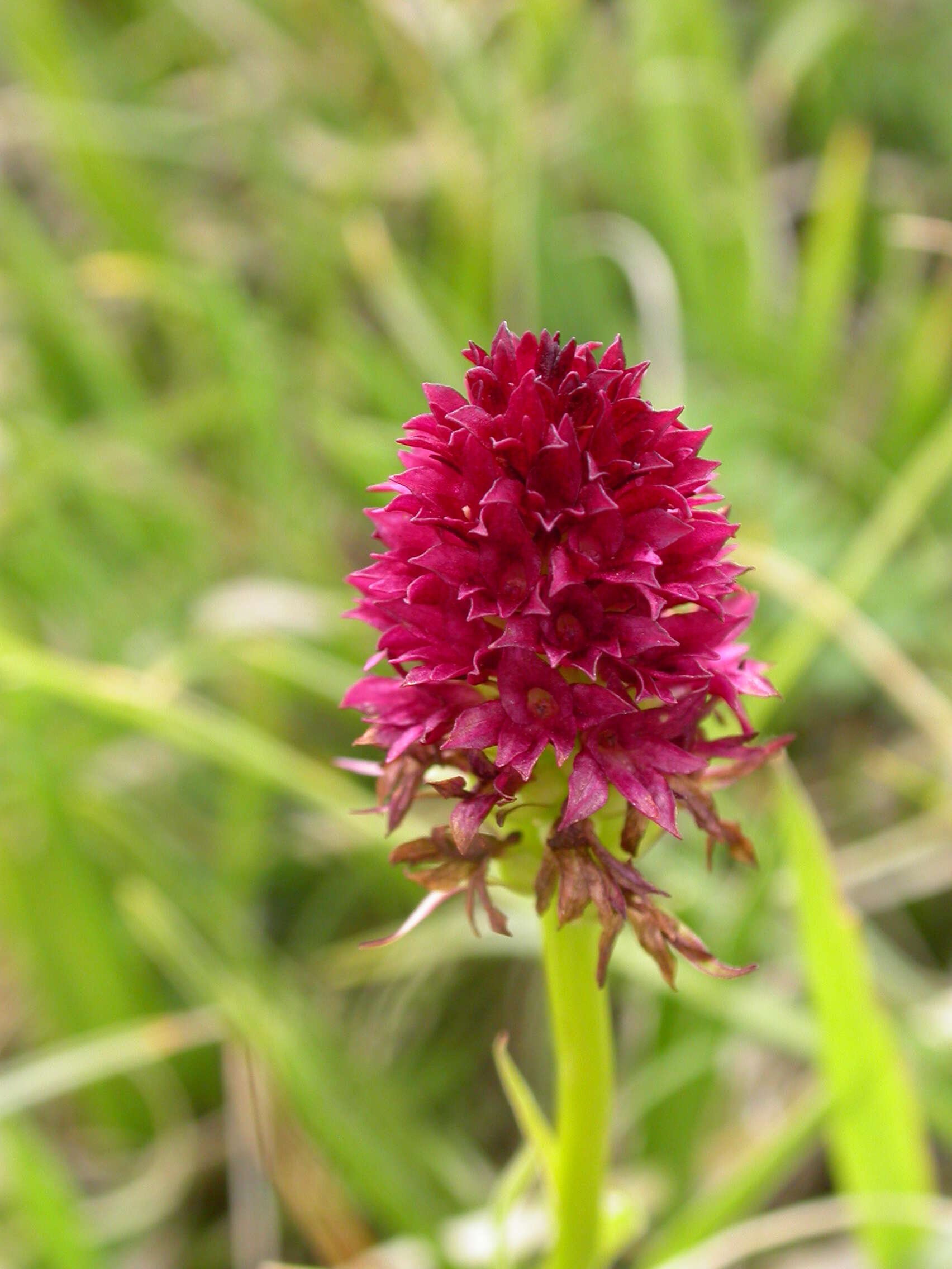 Gymnadenia nigra (L.) Rchb. fil.的圖片