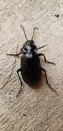 Calosoma (Callitropa) macrum Le Conte 1853 resmi