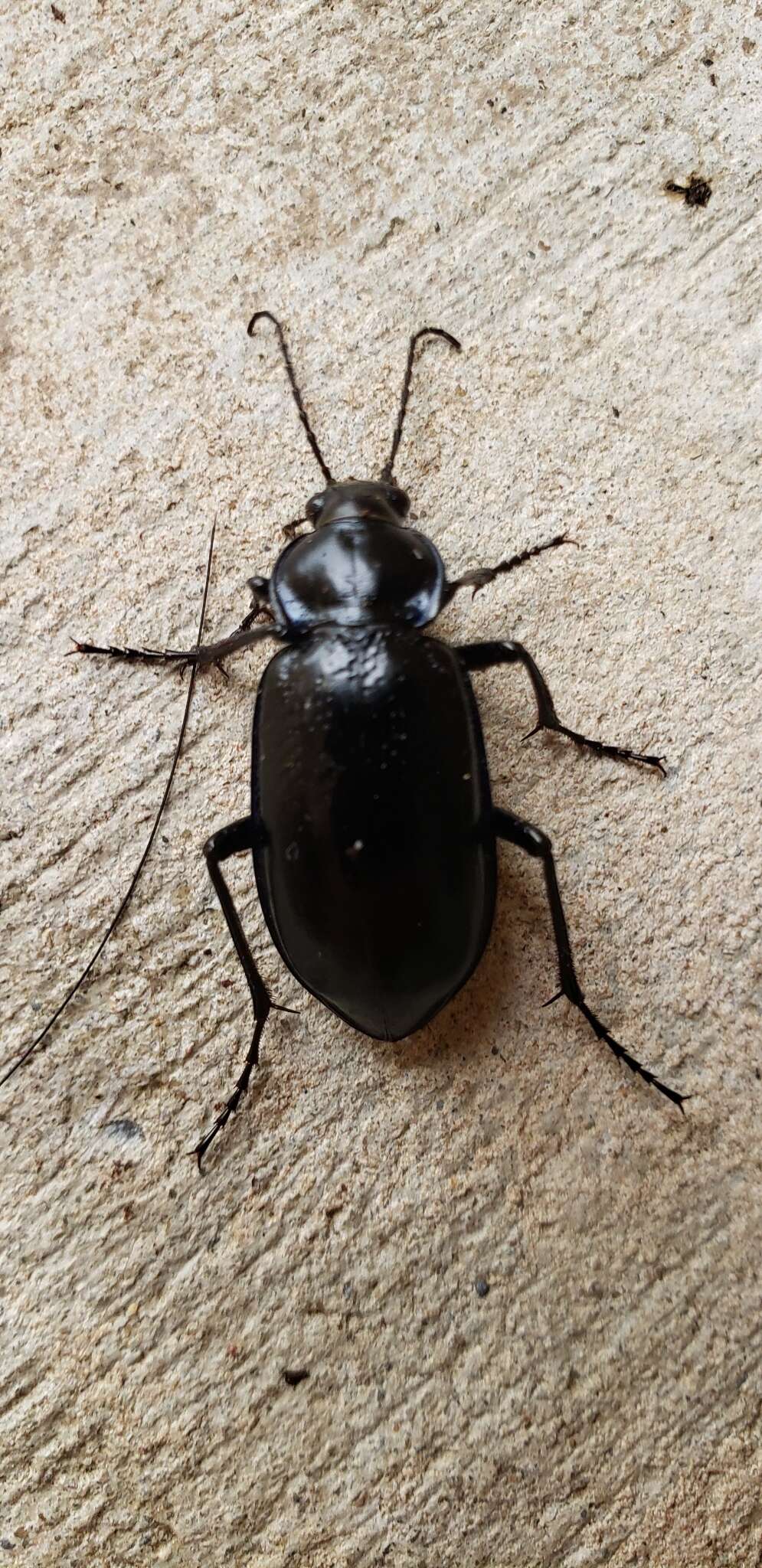 Imagem de Calosoma (Callitropa) macrum Le Conte 1853