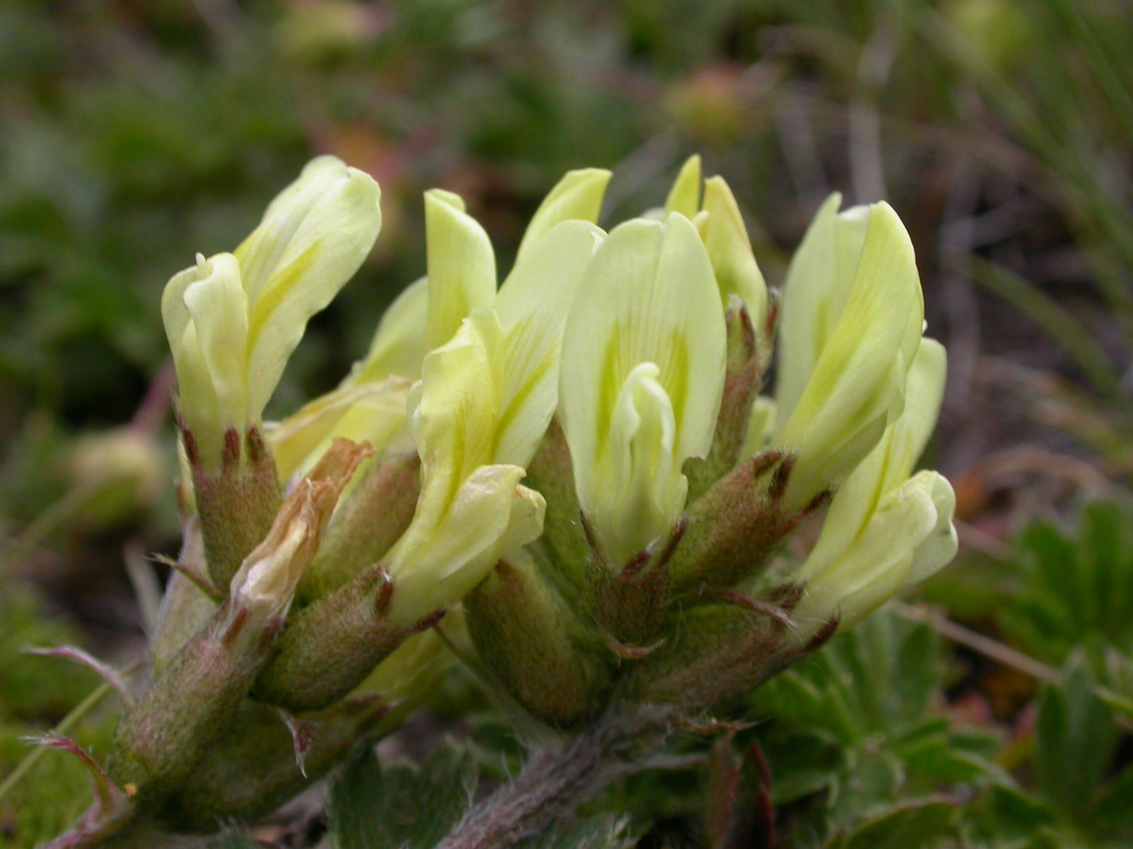 Слика од Oxytropis campestris (L.) DC.