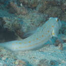 Image of Maiden goby