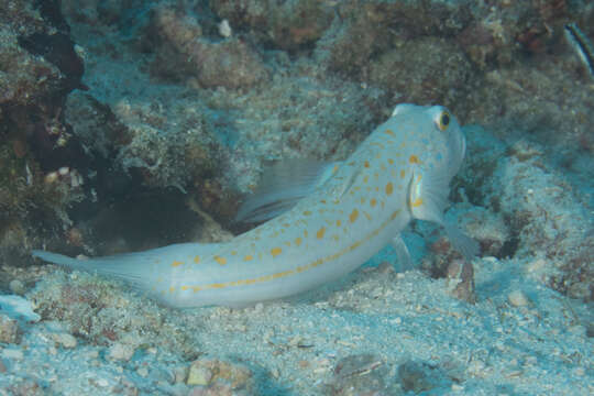 Image of Maiden goby