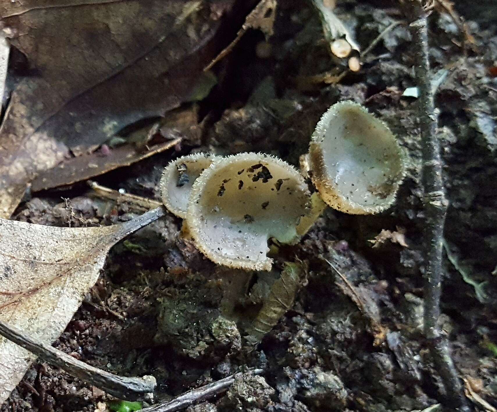 Image de Helvella macropus (Pers.) P. Karst. 1871