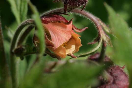 Image of Water Avens