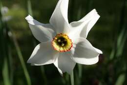 Image of Pheasant's-eye narcissus