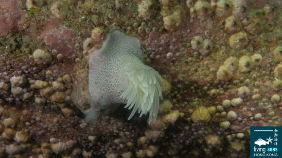 Image de Nemanthus nitidus (Wassilieff 1908)