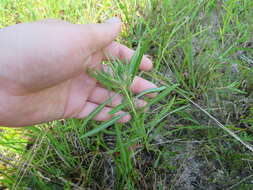 Oenothera filipes (Spach) W. L. Wagner & Hoch resmi