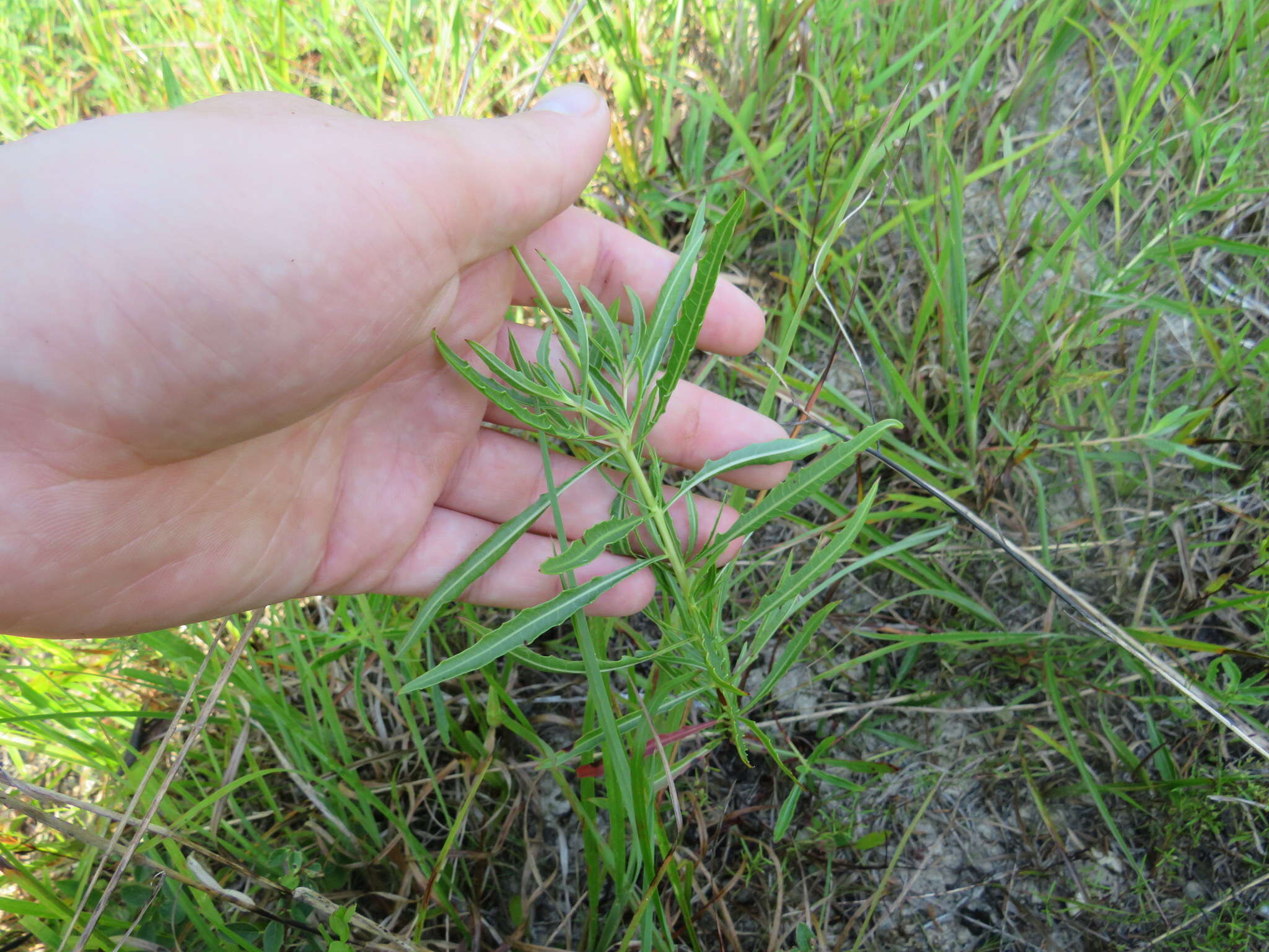 Oenothera filipes (Spach) W. L. Wagner & Hoch resmi