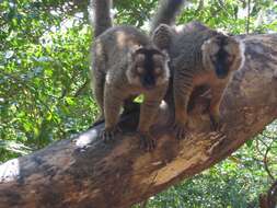 Image of brown lemur