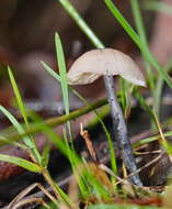 Image of Entoloma albidocoeruleum G. M. Gates & Noordel. 2007