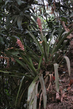 Image of Brazilian vaseplant