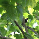 Image of Lined Antshrike