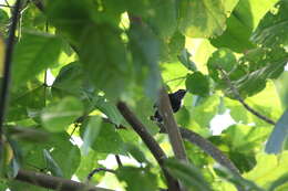 Image of Lined Antshrike