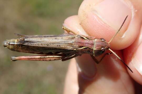 Stauroderus scalaris scalaris (Fischer von Waldheim 1846) resmi