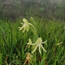 Image de Habenaria trifida Kunth