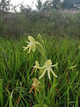 Imagem de Habenaria trifida Kunth