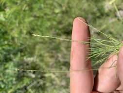 Image of pullup muhly