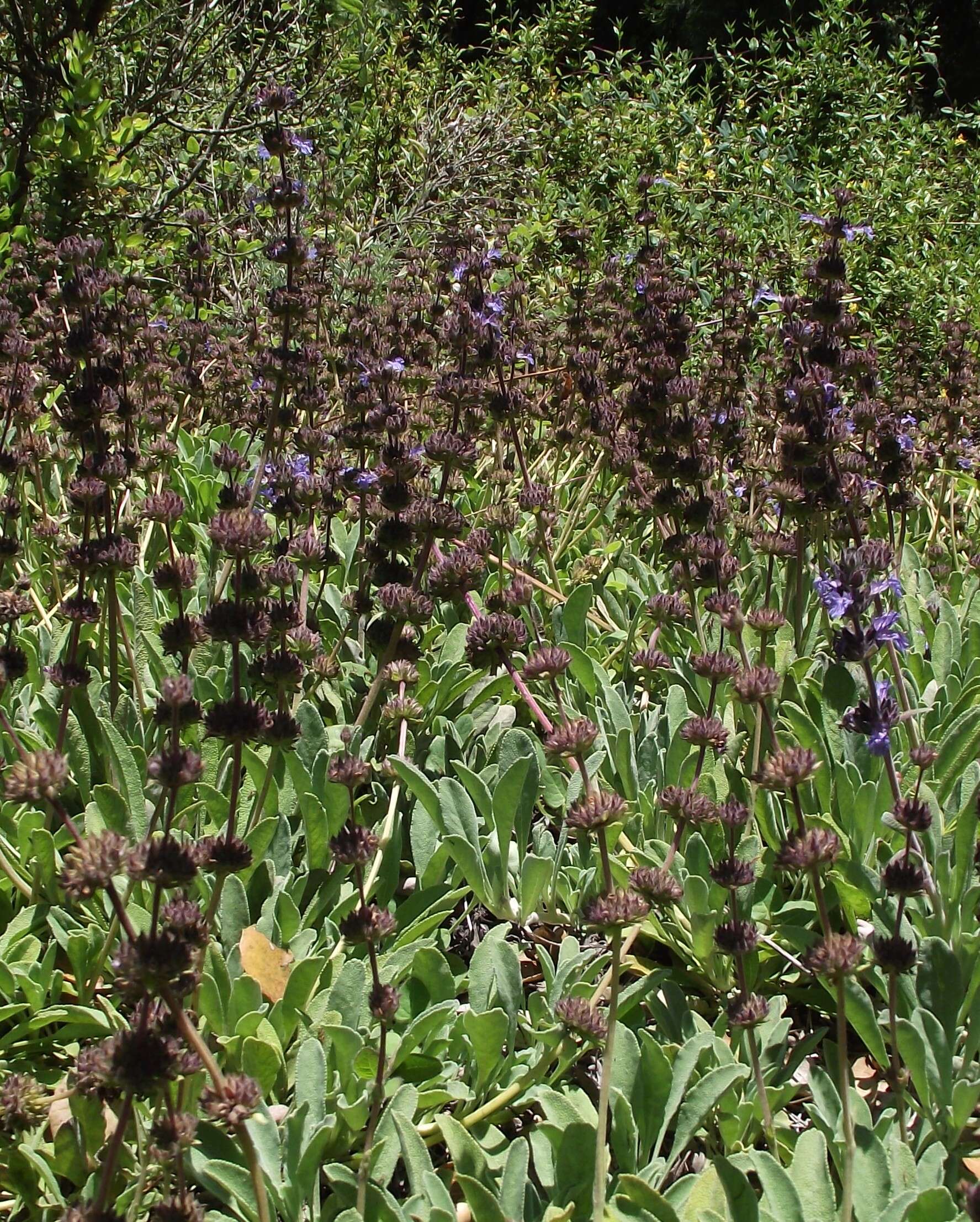 Imagem de Salvia sonomensis Greene