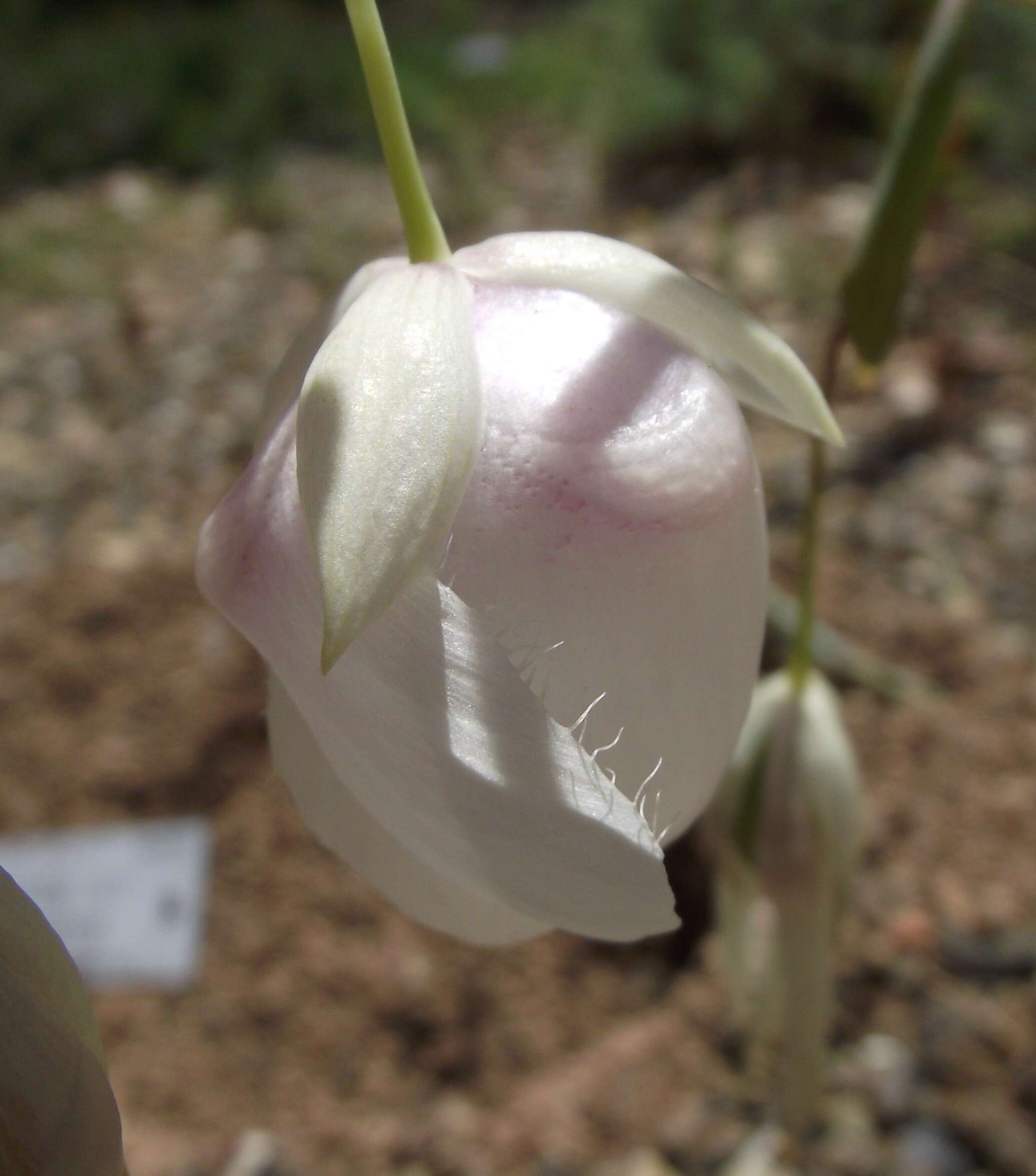 Слика од Calochortus albus (Benth.) Douglas ex Benth.