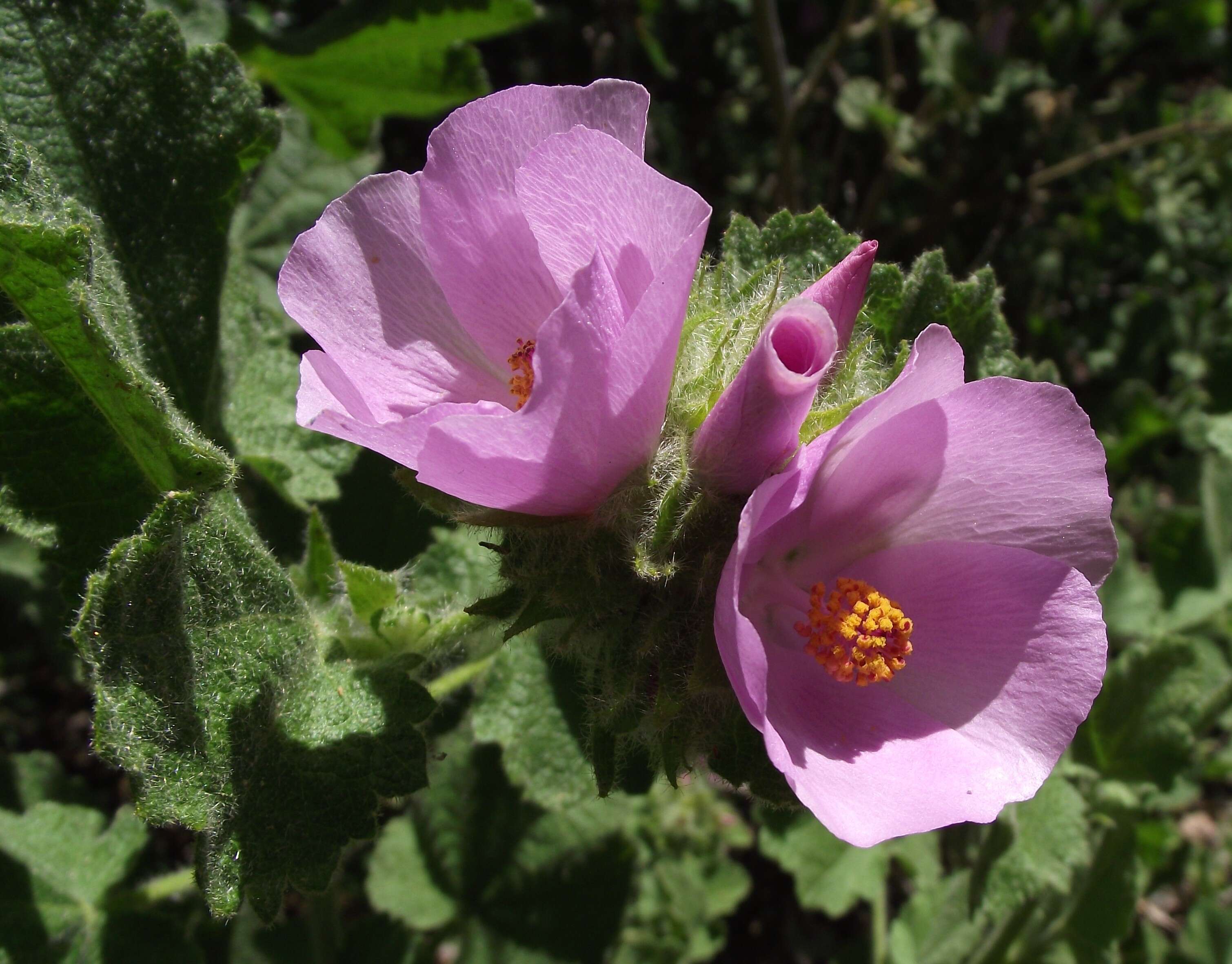 Image of bushmallow