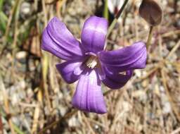 Image of San Clemente Island brodiaea