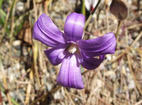 Image of San Clemente Island brodiaea