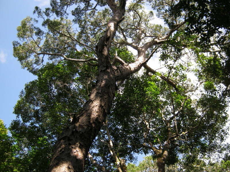 Image of Sickle-leaved Yellowwood