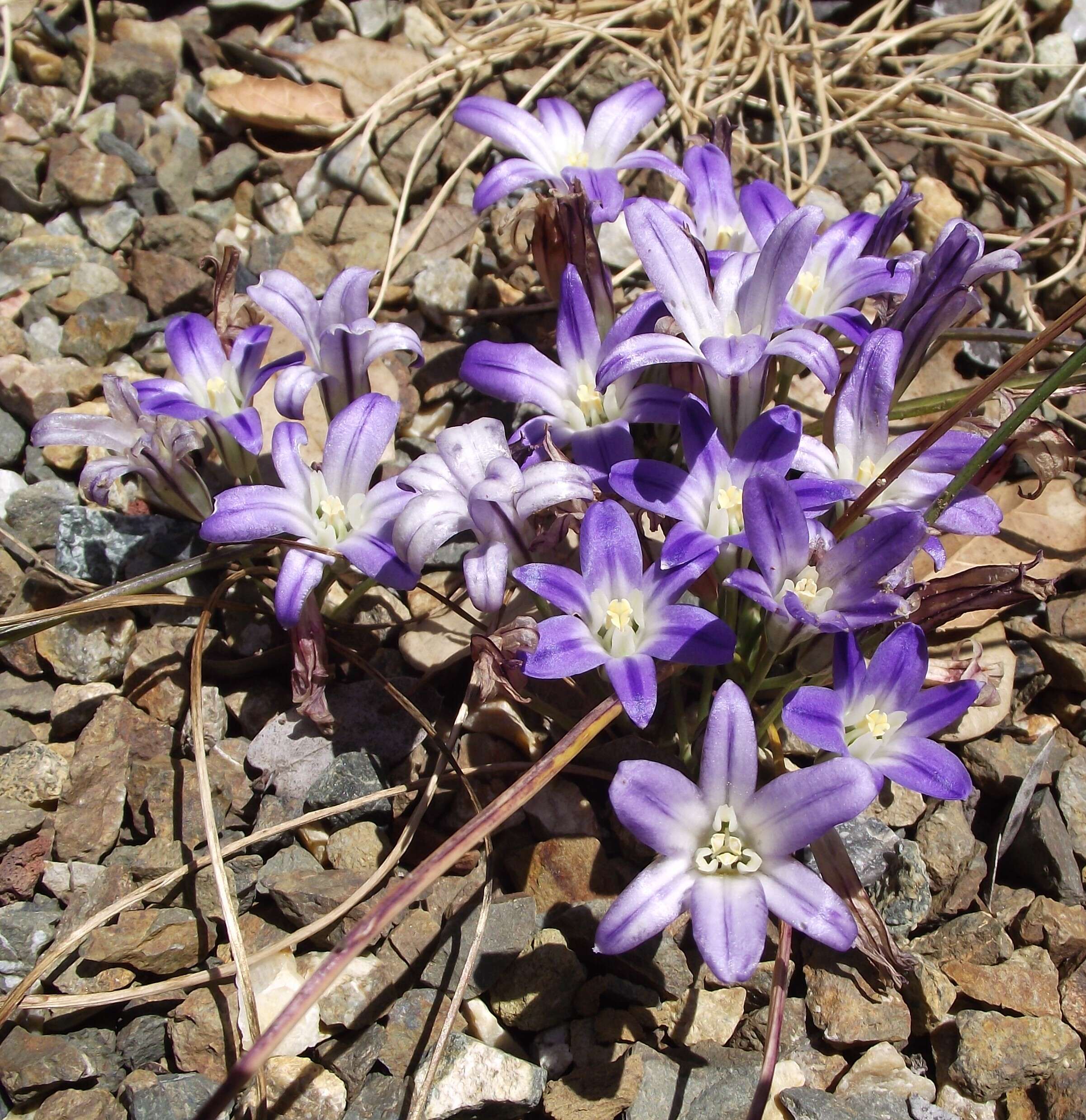 صورة Brodiaea terrestris Kellogg