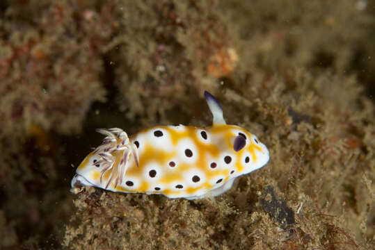 Image of Goniobranchus cavae (Eliot 1904)