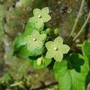 Plancia ëd Dictyanthus reticulatus Benth. & Hook. fil. ex Hemsl.