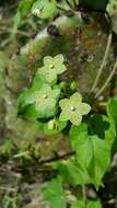 Image de Dictyanthus reticulatus Benth. & Hook. fil. ex Hemsl.